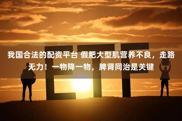 我国合法的配资平台 假肥大型肌营养不良，走路无力！一物降一物，脾肾同治是关键